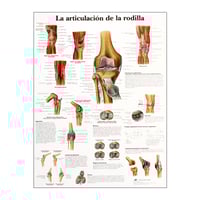 Tableau d'anatomie : articulation du genou